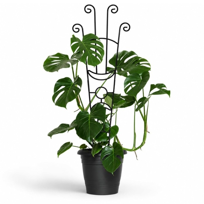 Metal plant support trellis for climbing plants